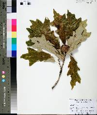 Quercus lyrata image