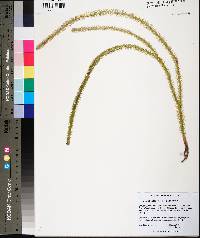 Lycopodiella alopecuroides image