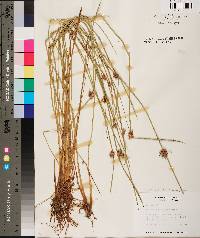 Schoenoplectiella purshiana image