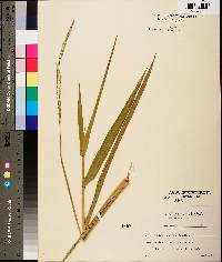 Panicum hemitomon image