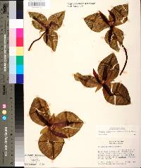 Trillium decumbens image