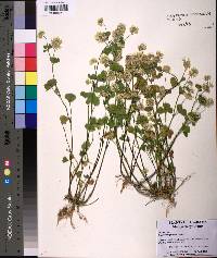 Trifolium nigrescens image