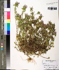 Lamium dissectum image