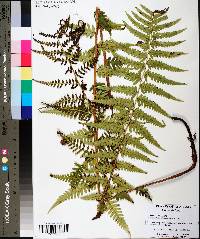 Dryopteris ludoviciana image