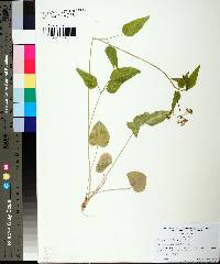 Thaspium trifoliatum image