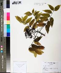 Zanthoxylum clava-herculis image