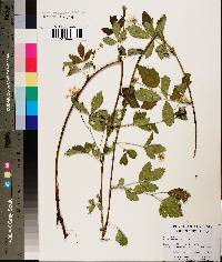 Rubus flagellaris image