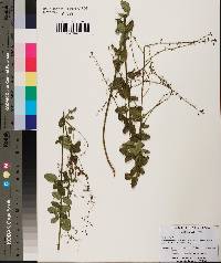 Desmodium ciliare image