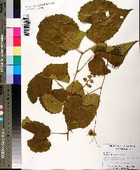 Vitis cinerea image