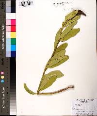 Asclepias viridis image