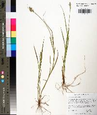 Carex normalis image