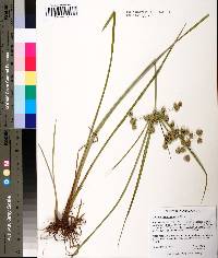 Cyperus pseudovegetus image