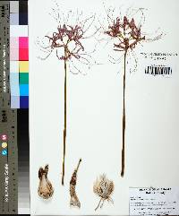 Lycoris radiata image