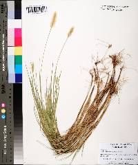 Setaria pumila image