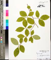 Stewartia malacodendron image