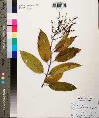 Oxydendrum arboreum image