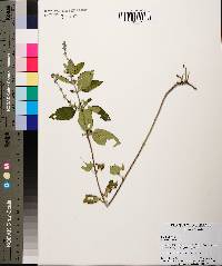 Scutellaria ovata image