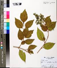 Ligustrum lucidum image