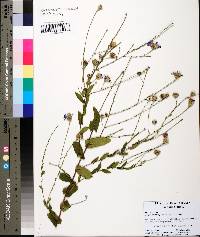 Symphyotrichum patens image