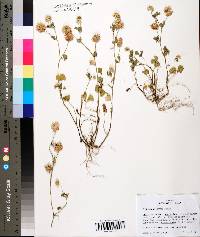 Trifolium nigrescens image