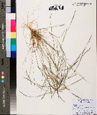 Aristida longespica image