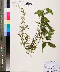 Desmodium tortuosum image