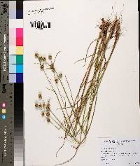 Juncus scirpoides image