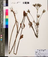 Verbena brasiliensis image