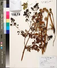 Thalictrum amphibolum image