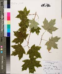 Acer barbatum image