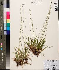 Lachnocaulon anceps image