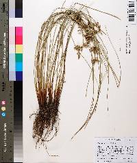 Juncus coriaceus image