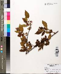 Rubus pensilvanicus image