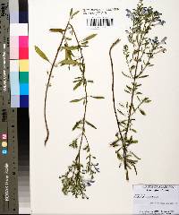 Scutellaria glabriuscula image