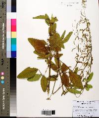 Desmodium tortuosum image