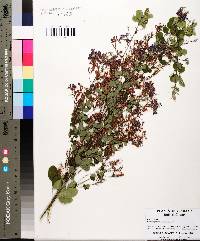 Lespedeza bicolor image