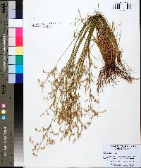 Juncus elliottii image