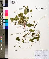 Potentilla indica image