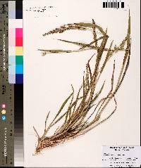 Echinochloa colona image