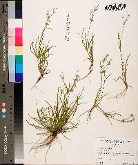 Juncus repens image