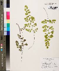 Adiantum capillus-veneris image