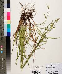 Carex oxylepis image