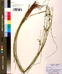Juncus coriaceus image