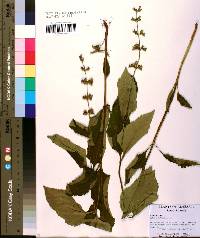 Salvia urticifolia image