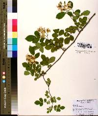 Rosa multiflora image