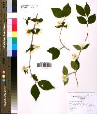 Philadelphus hirsutus image