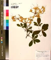 Rhododendron alabamense image