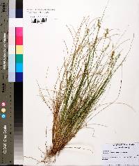 Carex socialis image