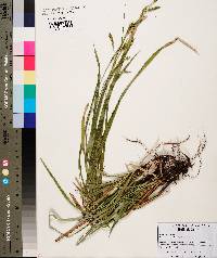 Carex oxylepis image