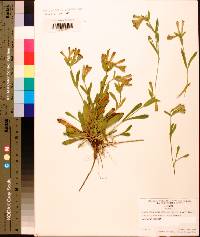 Silene caroliniana subsp. wherryi image